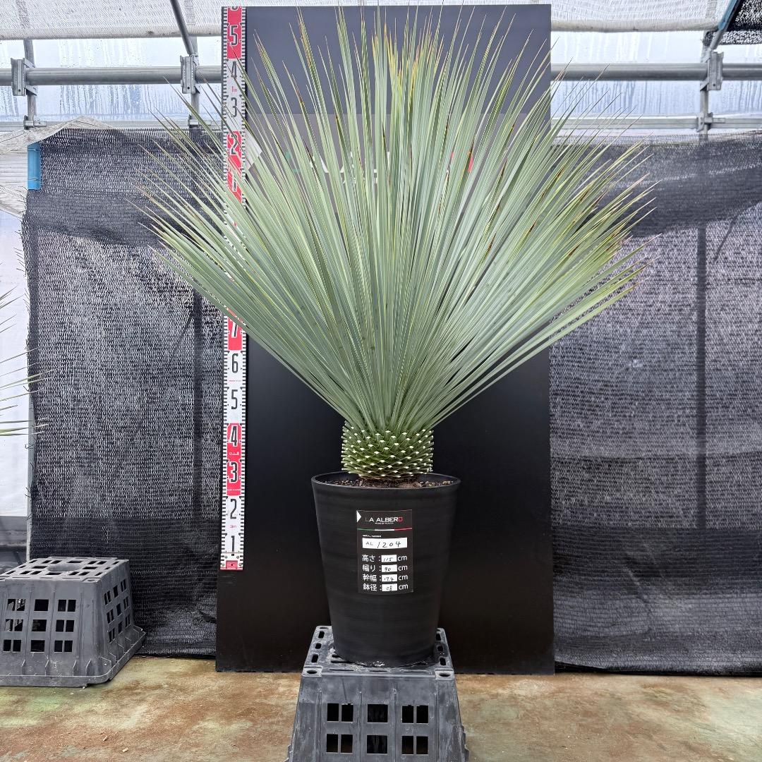 AL1204】ユッカ ロストラータ ランチョブルー（品種名）極太 - メルカリ