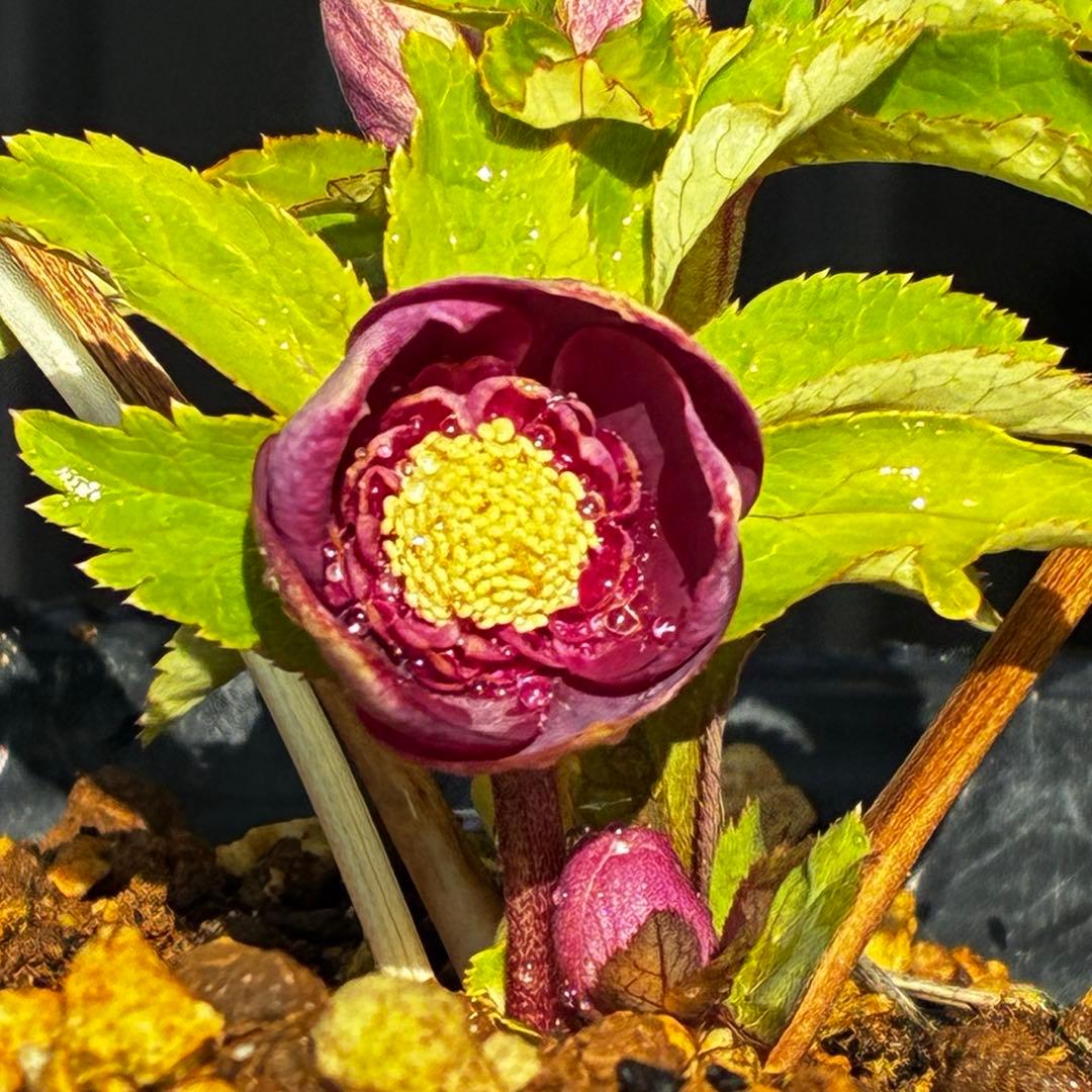 も*読様 3537☘️⭐️沢山⭐️蕾花付き☘️6号☘️極上☘️⭐️小輪⭐️ ハー