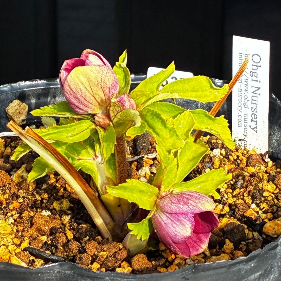 も*読様 3537☘️⭐️沢山⭐️蕾花付き☘️6号☘️極上☘️⭐️小輪⭐️ ハー