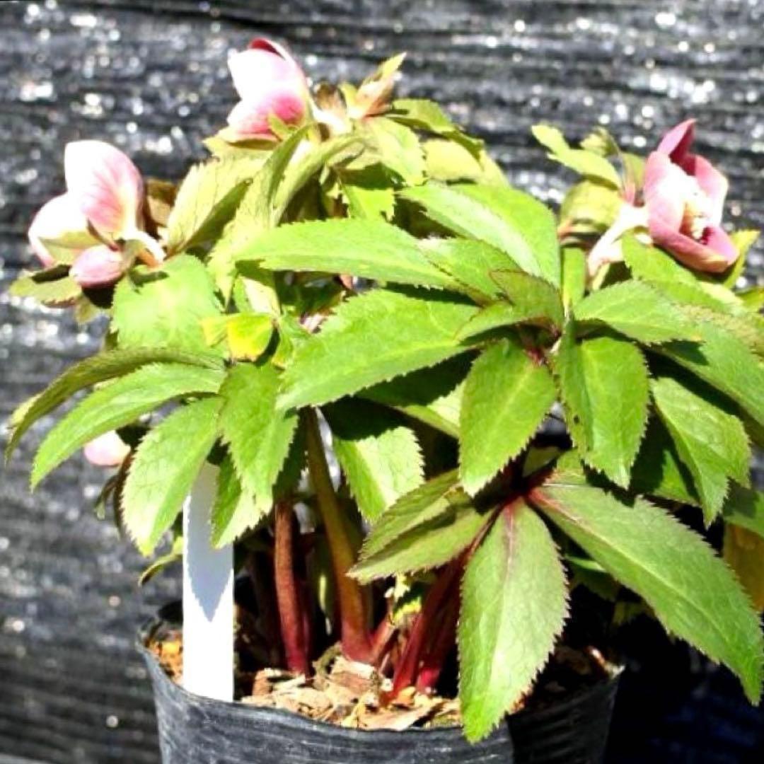 も*読様 3537☘️⭐️沢山⭐️蕾花付き☘️6号☘️極上☘️⭐️小輪⭐️ ハー