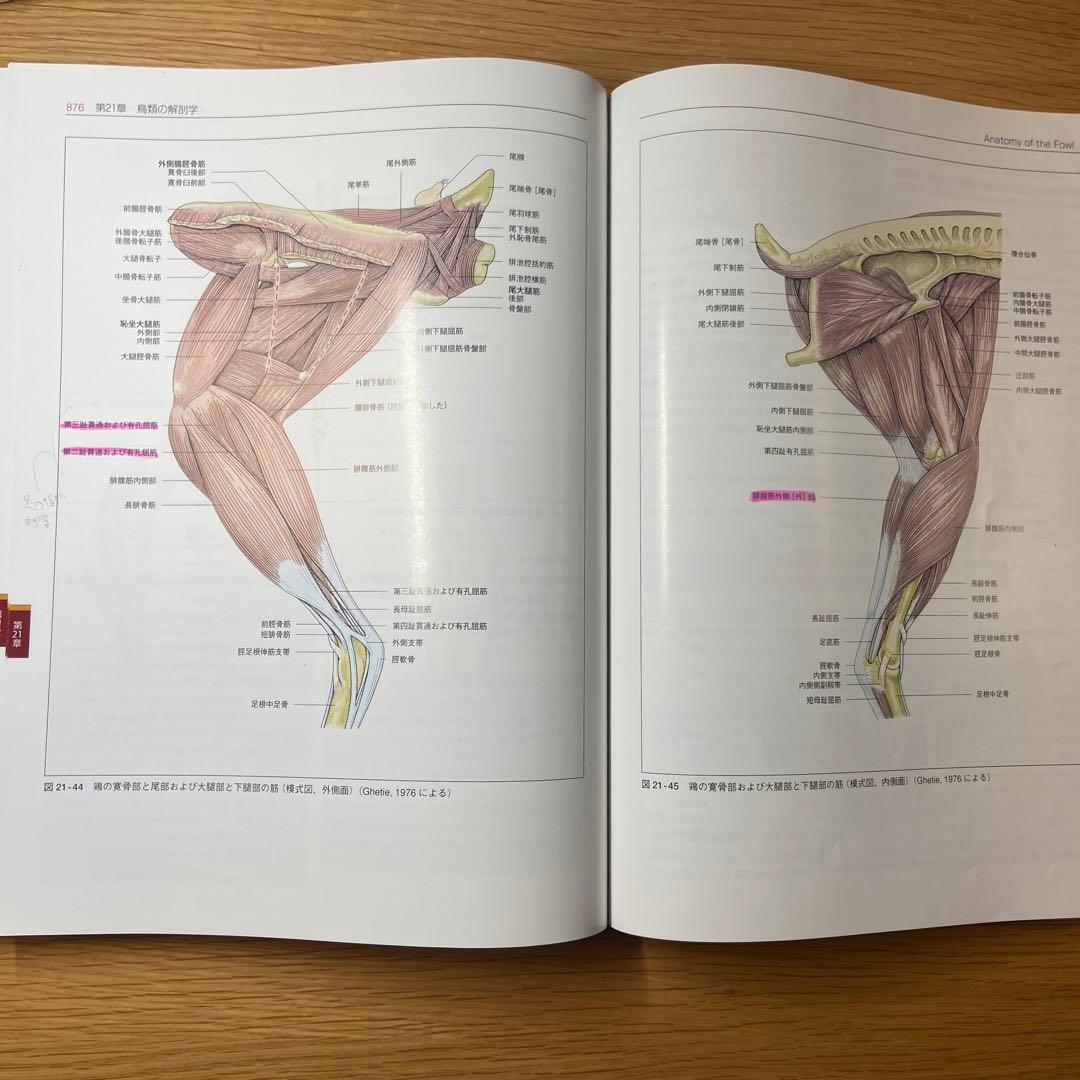 カラーアトラス獣医解剖学 【下巻】 増補改訂第2版 - メルカリ
