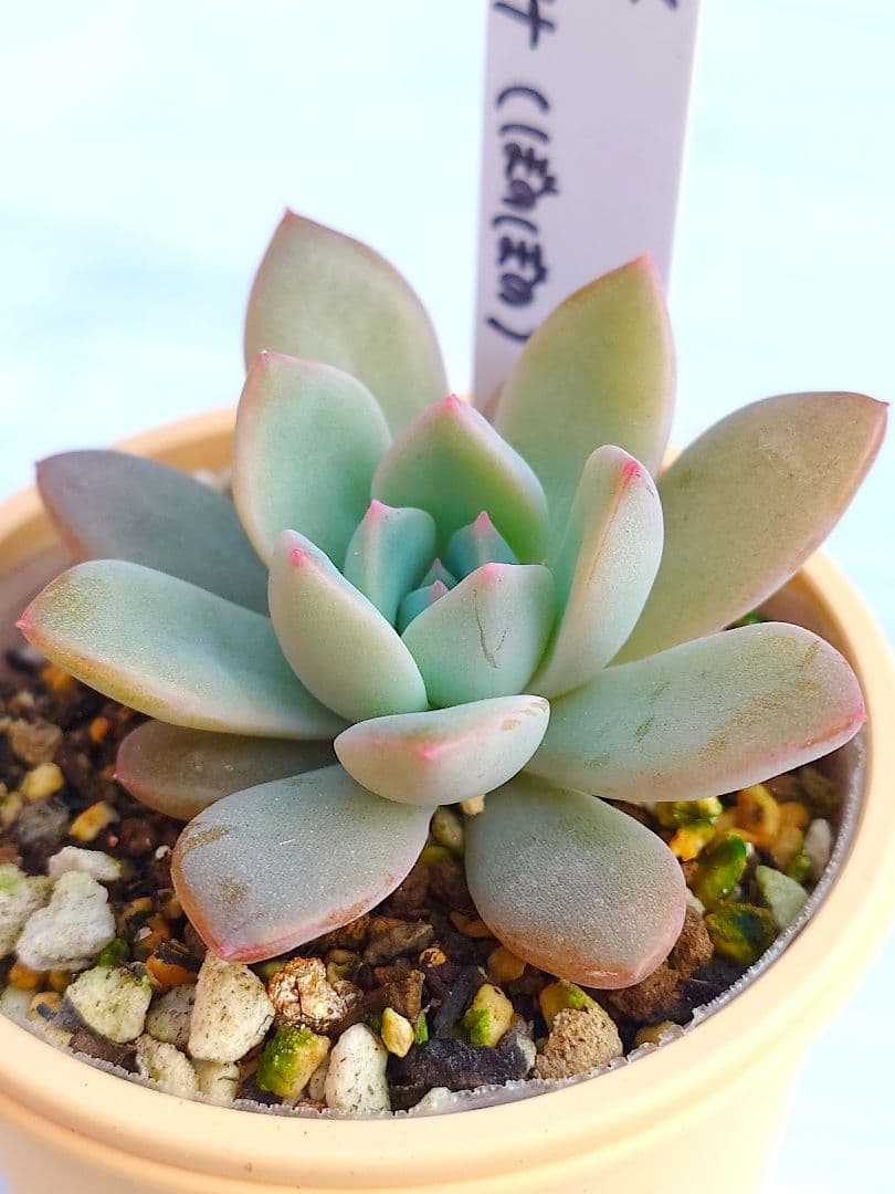 多肉植物 弥生桜✕リンゼアナ（ぼのぼの）simijimiさん苗 抜き苗 札