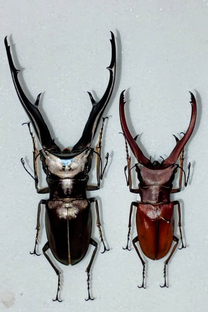 インペラトールホソアカクワガタ 標本 インペラトールホソアカクワガタ - Wikipedia