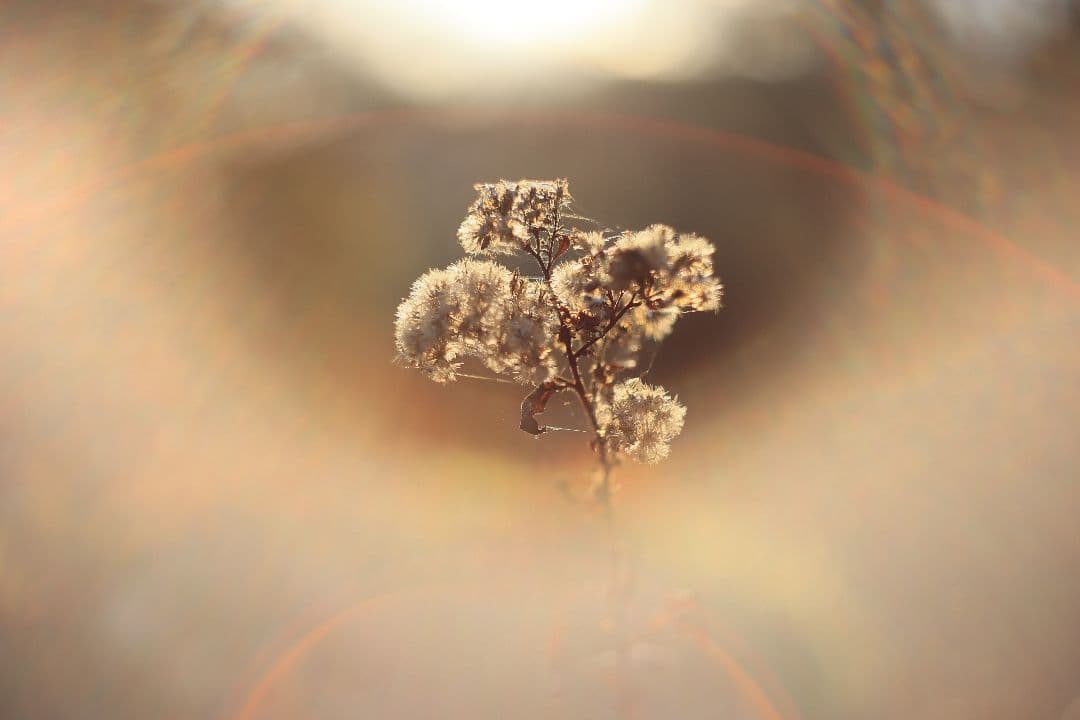 MC HELIOS-44M-6 58mm F2 《Valdai製》【美品】