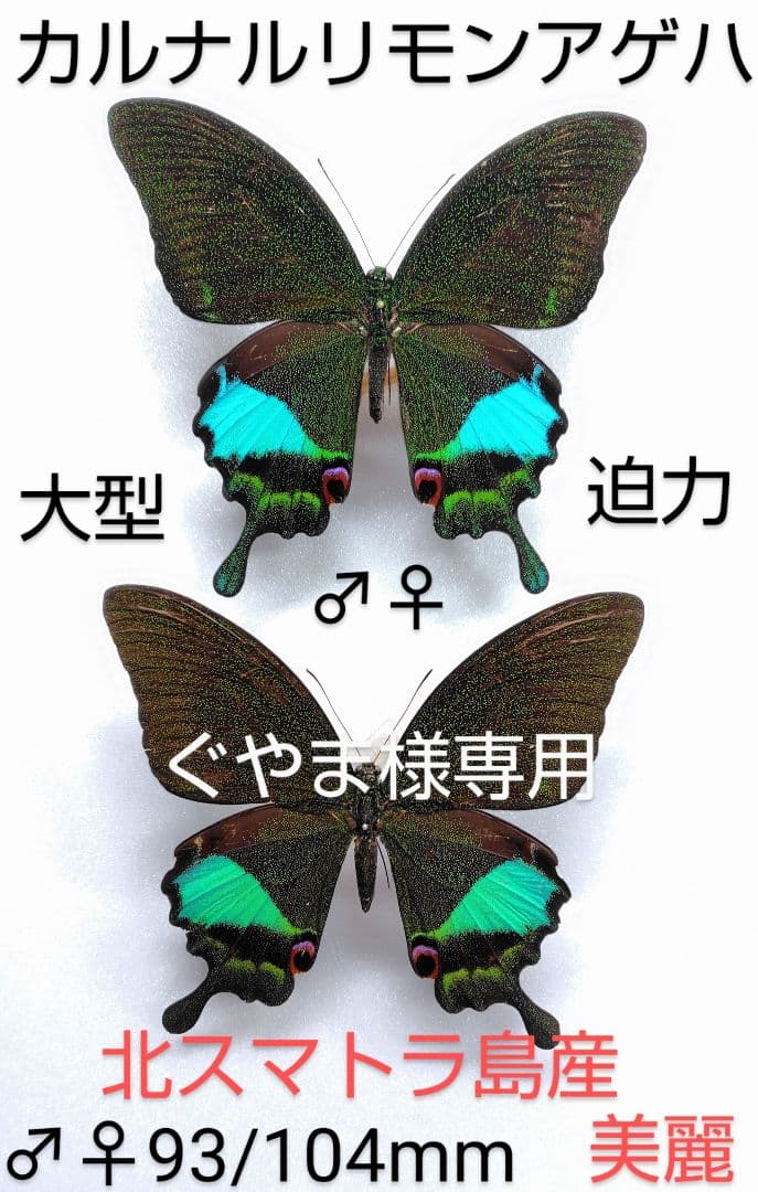 ゴクラクトリバネアゲハ Mt.Arfak 蝶標本