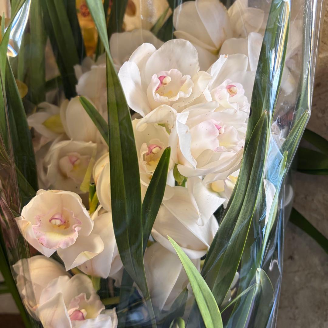 グ*チ様 蘭 育成用株 5つ シンビジューム バンダ オンシジューム