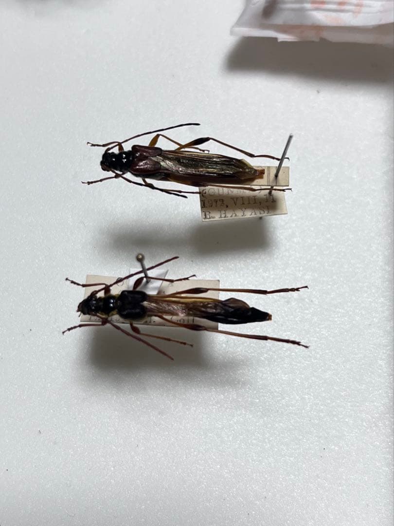 ギガン、ソリダ、セット bandai-hg-1-144-synduality-