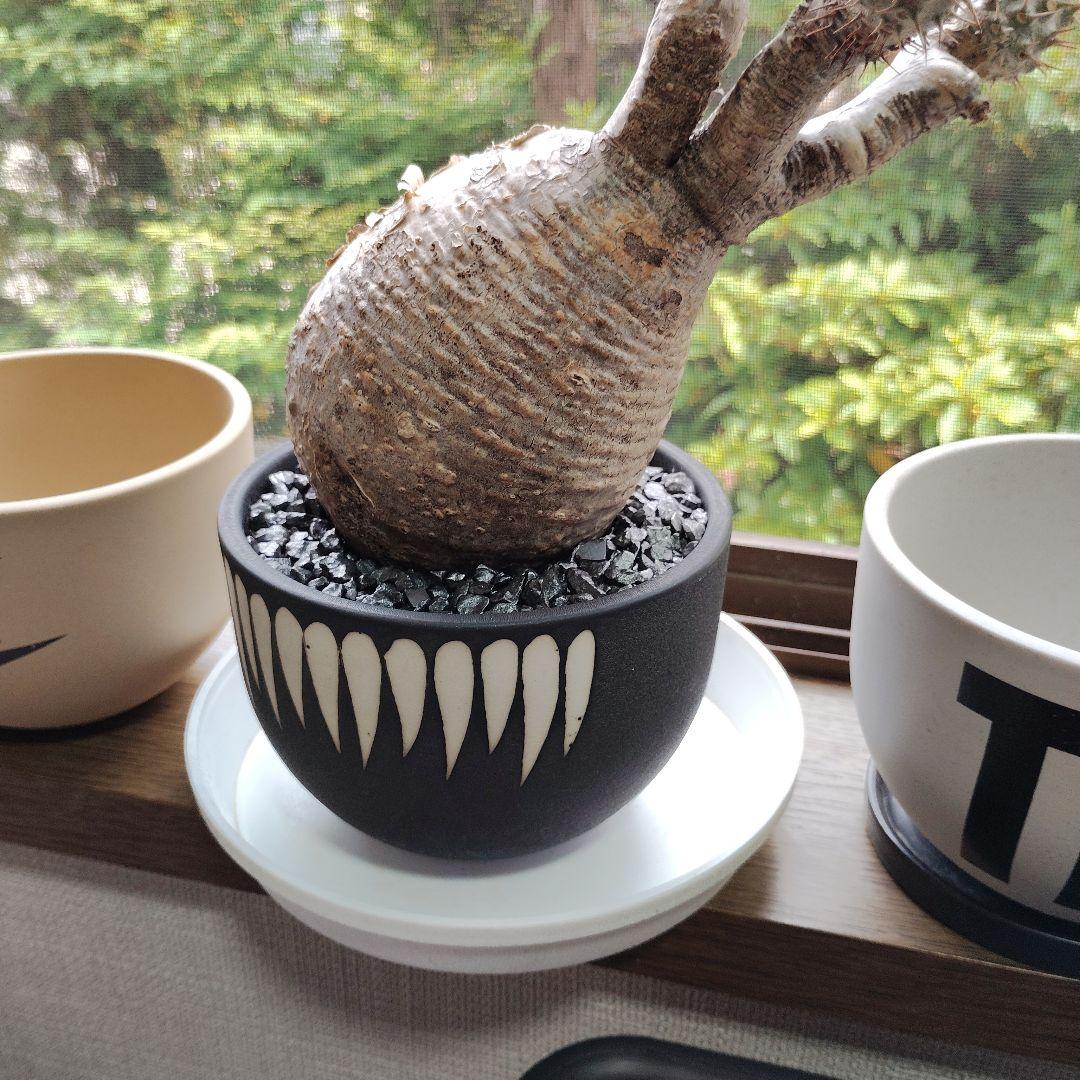 パキポディウム グラキリス バリエム（デビル)鉢Mサイズごとの出品です