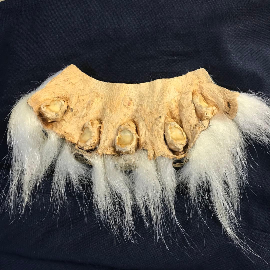 シロクマ 爪 5本セット 白熊 ホッキョクグマ 熊の爪 剥製 - メルカリ