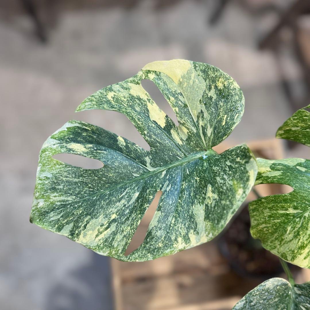 す*る様 22 モンステラ デリシオーサ レガシー 斑入り 美斑 - メルカリ