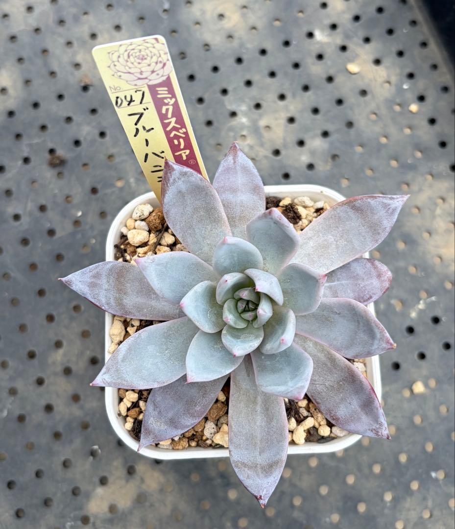 ブルーバニラ ミックスベリア おらいさん苗 抜き苗 多肉植物 - メルカリ
