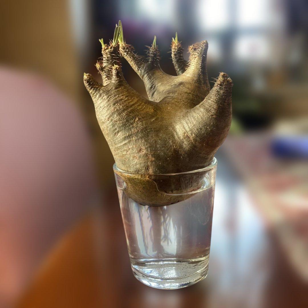 グラキリス 現地球 グラキリス現地球～冬からの導入～ : ETERNALPLANTSのblog