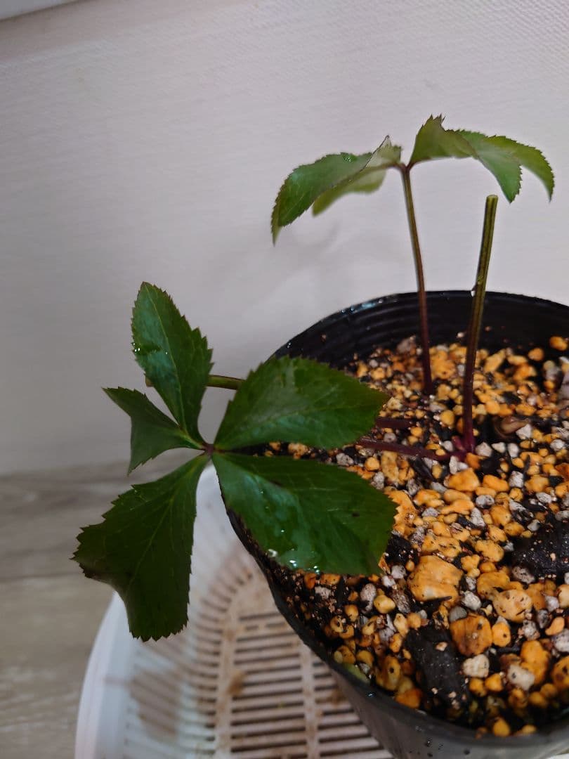 ヒ*イ様 アンティークピエラ クリスマスローズ 株分け - メルカリ