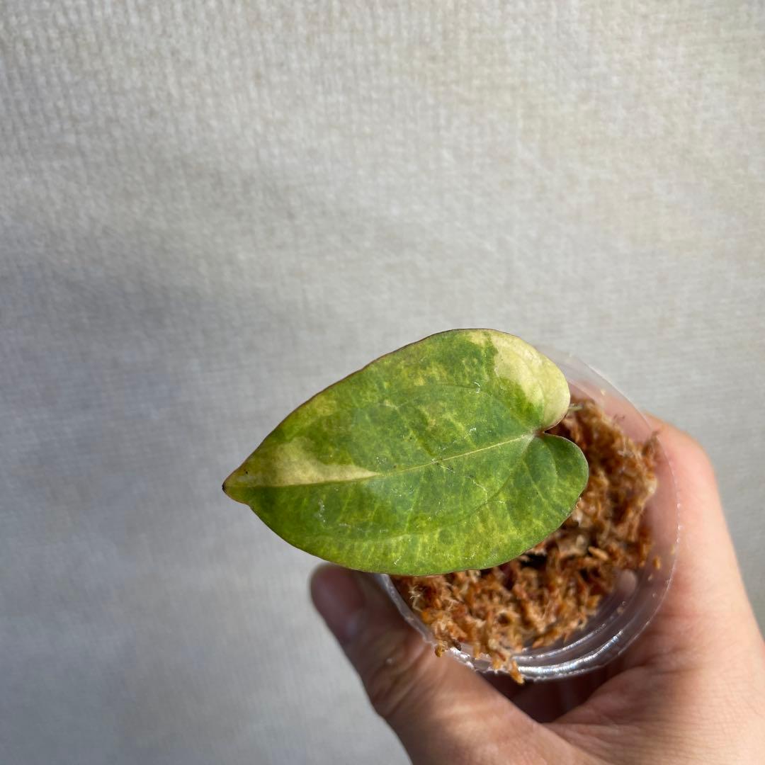Anthurium AOS✖️RVDP斑入り - メルカリ