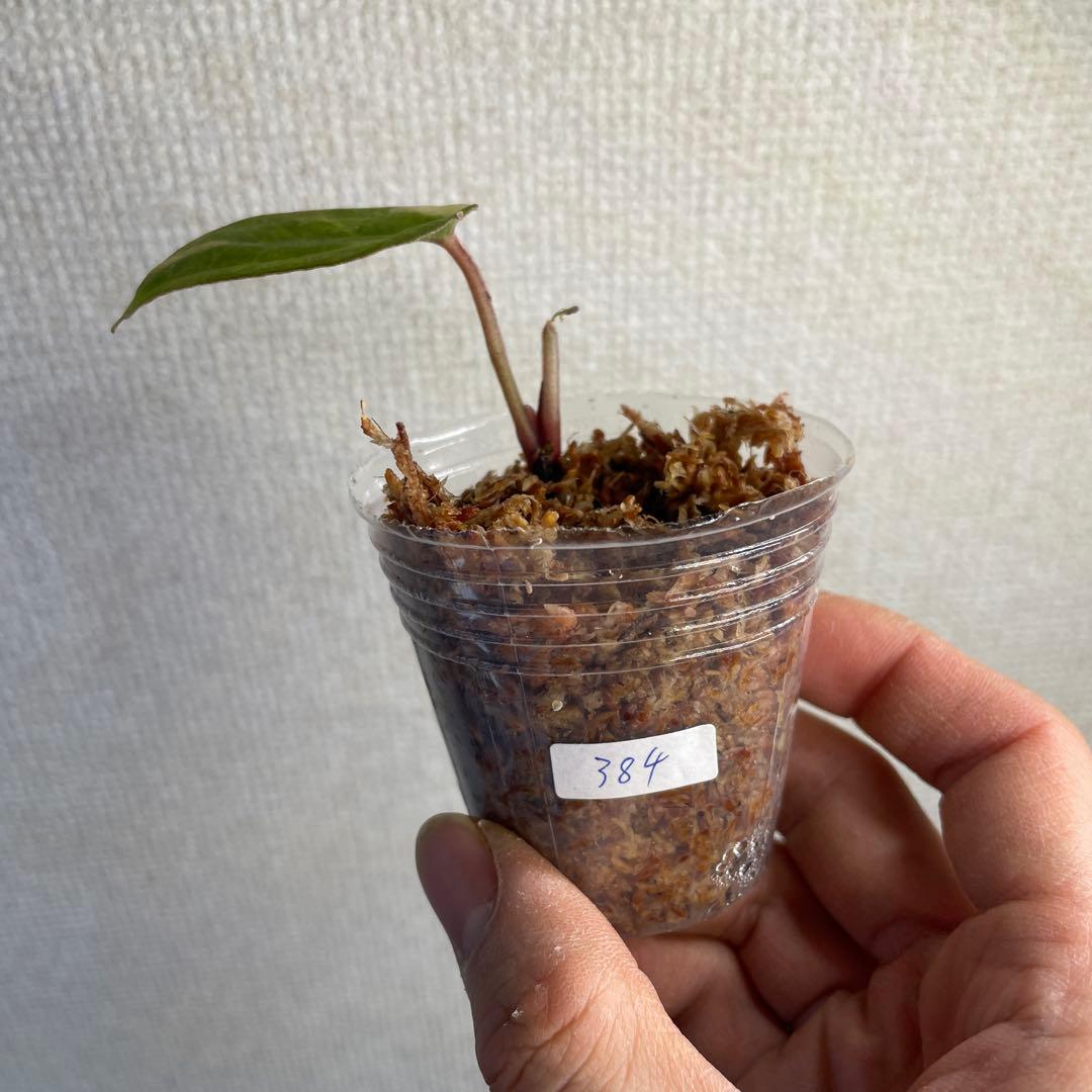 Anthurium AOS✖️RVDP斑入り - メルカリ