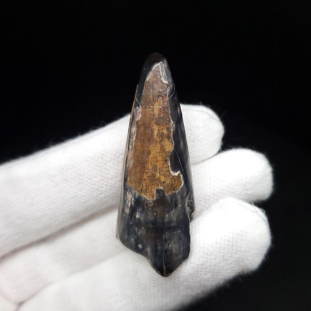 最大級 エンシフェールニジダイコクコガネ 52mm 51mm