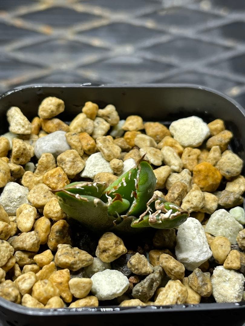 Agave Titanota Meteor \"流星\"