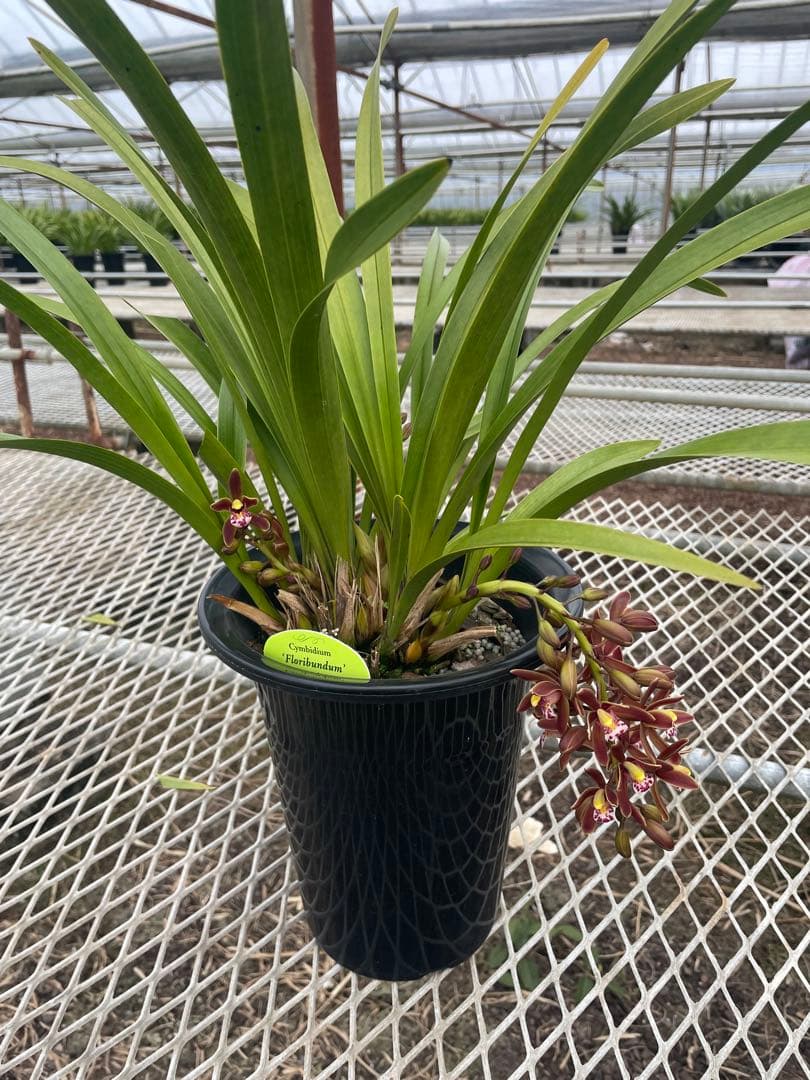 R8年キンリョウヘン花芽3本#2 - メルカリ