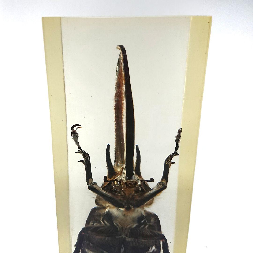 ネプチューンオオカブト アクティオンゾウカブト樹脂標本 コロンビア製