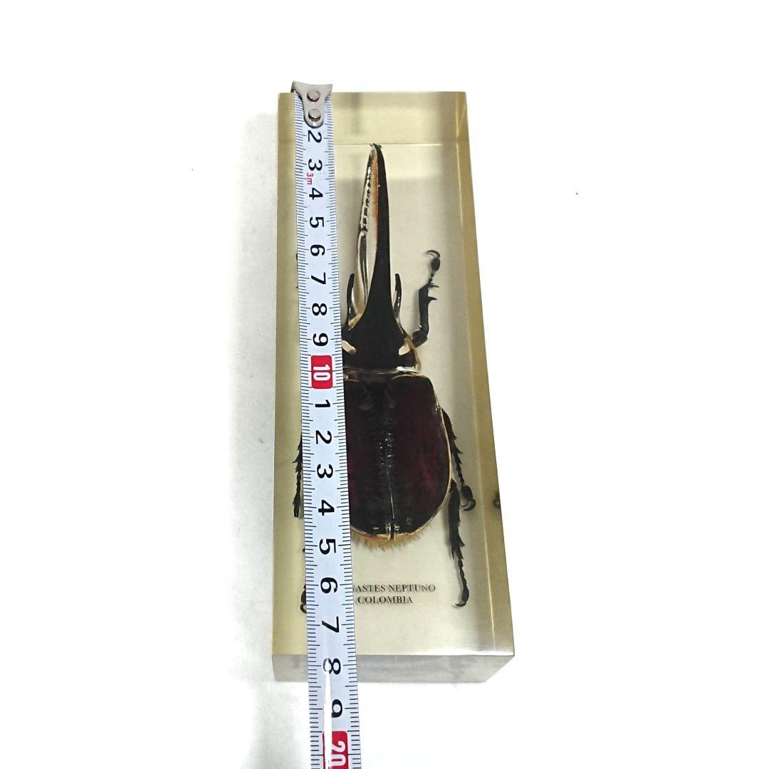 ネプチューンオオカブト アクティオンゾウカブト樹脂標本 コロンビア製