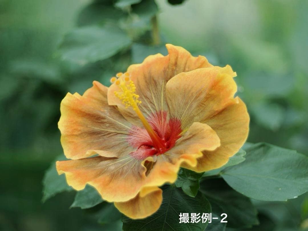 50㎜ f2.8 ヘリコイド機能付き Borg引き伸ばしレンズ - メルカリ