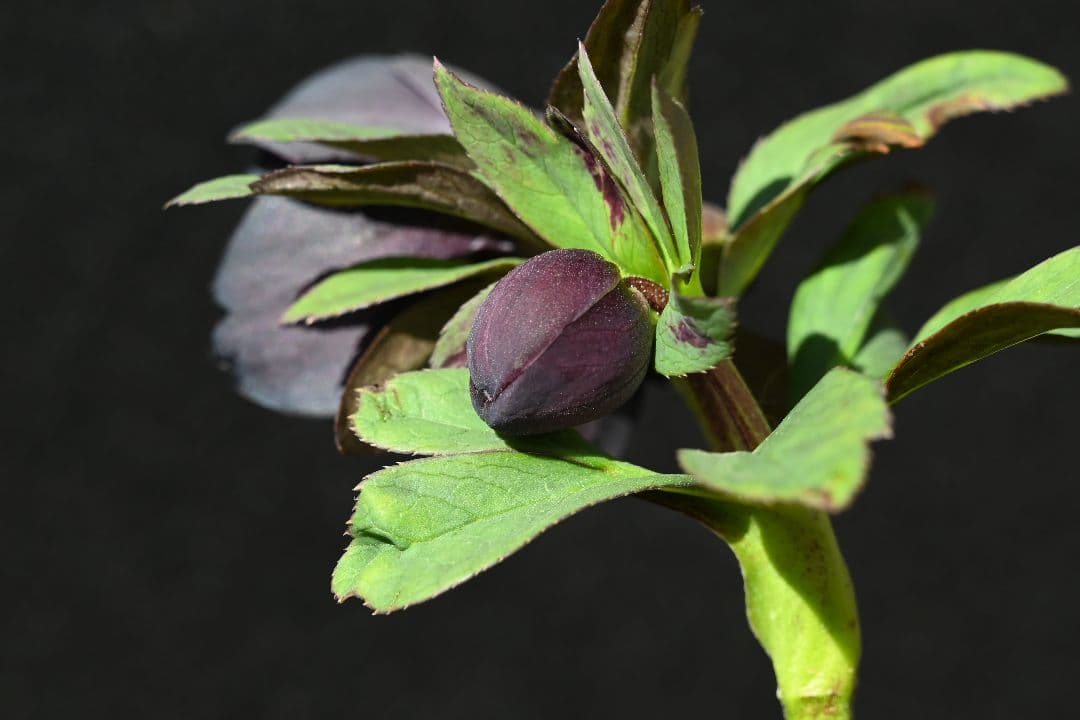 クリスマスローズ 認定Little Collection ddブラック加藤農園 - メルカリ