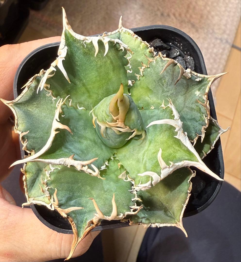 鉢ごと発送】アガベ チタノタ 大白鯊 発根済み【白棘・独特の鋸歯・低