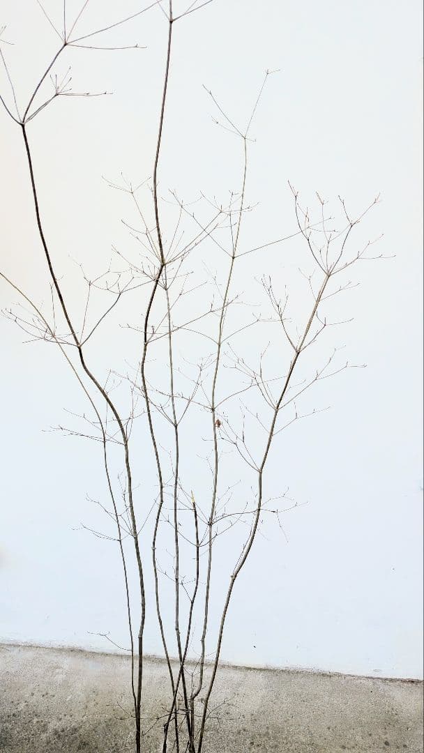 新春特価！山採りドウダンツツジ。の通販はau PAY マーケット - 輸入