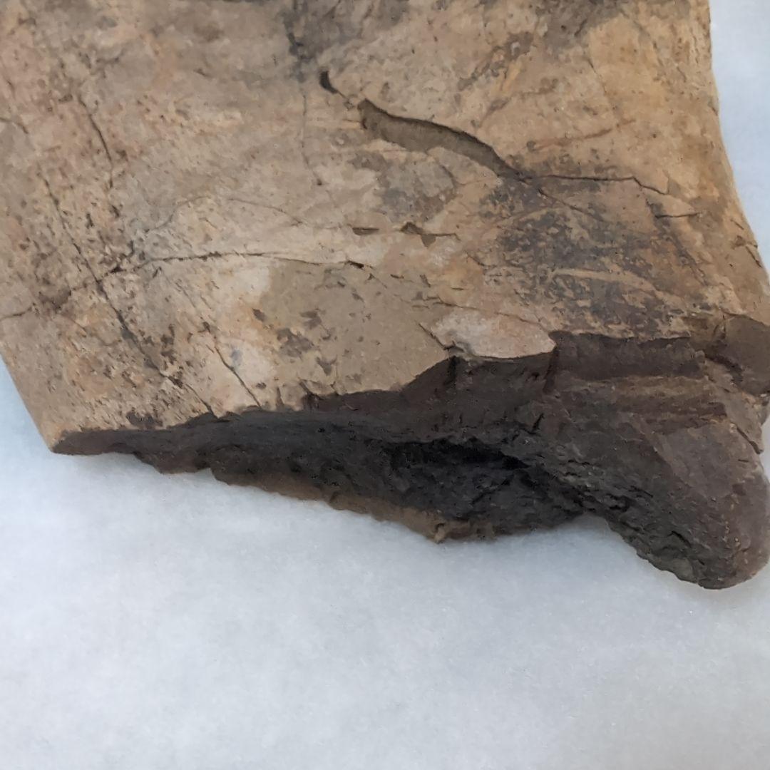 本物特大 博物館級 恐竜 ハドロサウルスの脛骨 化石 モンタナ ネーム