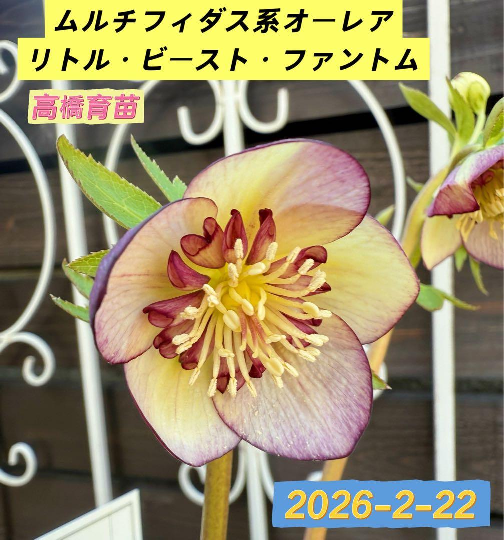 極美・希少】高橋育苗 ムルチフィダス系オーレア リトル・ビースト