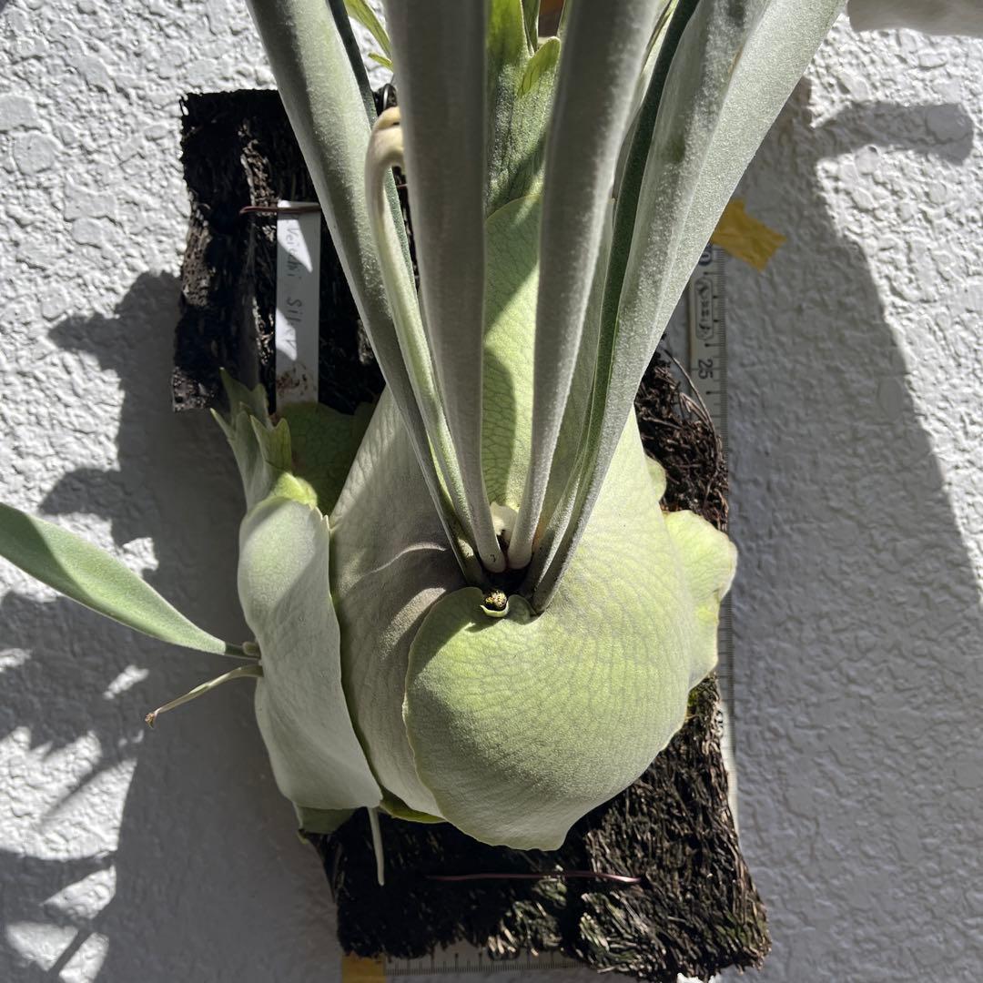 ビカクシダ ビーチーシルバー - メルカリ