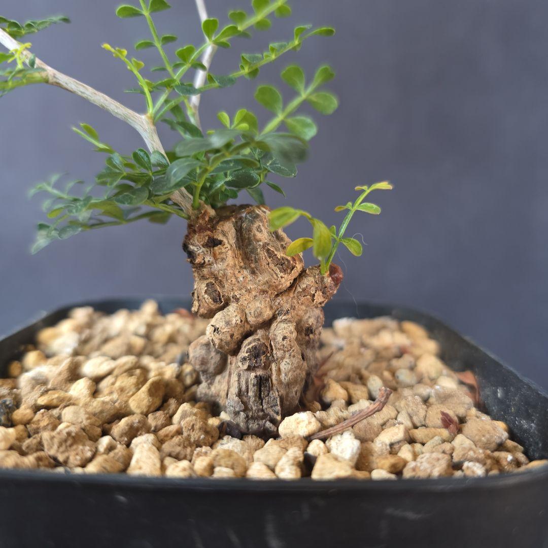 オペルクリカリア パキプス 塊根部 約2.87cm 超ミニパキプス ボコ肌の