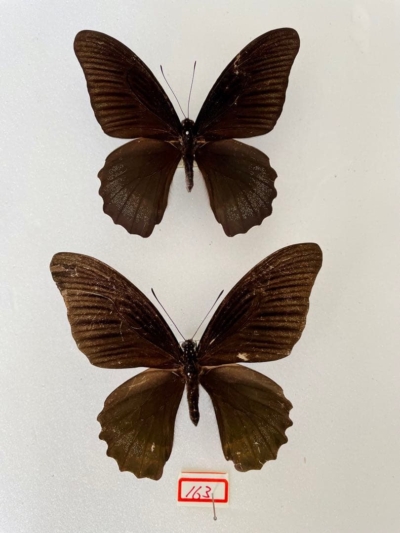 【1ペア】アケロンアゲハ（ボルネオ島産） レザーバッグ【VIOLAd'ORO】|ネミカ | レリアン公式オンラインストア