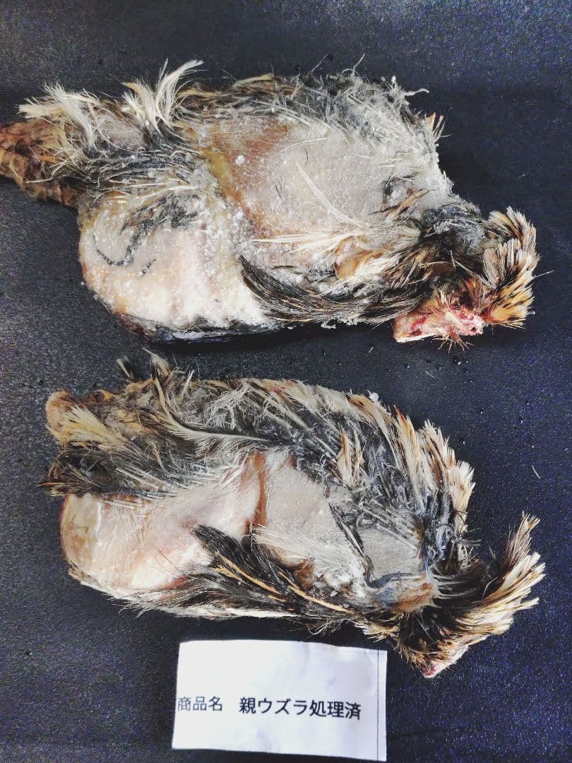 送料無料　冷凍親ウズラ処理済み30羽 楽天市場】冷凍処理済みウズラ60羽 個包装 国産 フクロウ 鷹