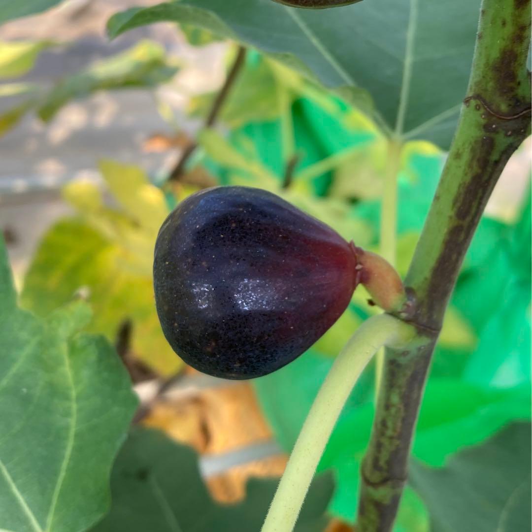 穂木 イチジク - メルカリ
