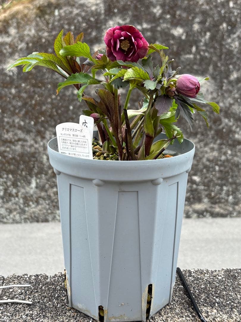 クリスマスローズ ddピンクベイン 広瀬園芸 6 - メルカリ