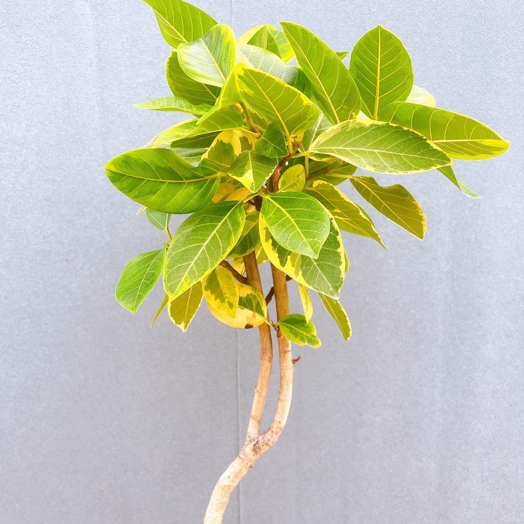 現品 フィカス ゴムの木 アルテシマ 曲り 25番 インテリアグリーン