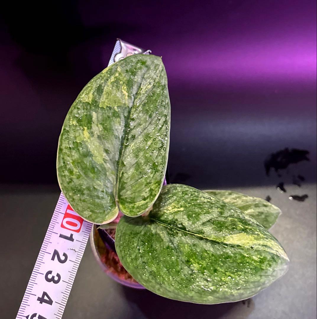 安価フラワー・ガーデニング - スキンダプサス 綺麗な斑入り セット F1