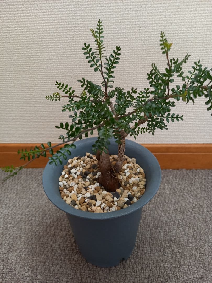 オペルクリカリアパキプス 実生株 4年目