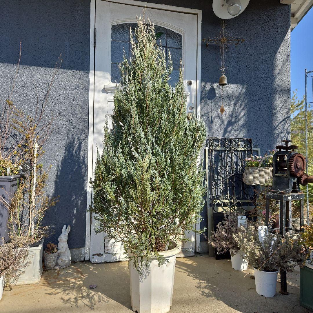 コニファー ムーングロー 10号 特大苗木最高等級 初売り‼️