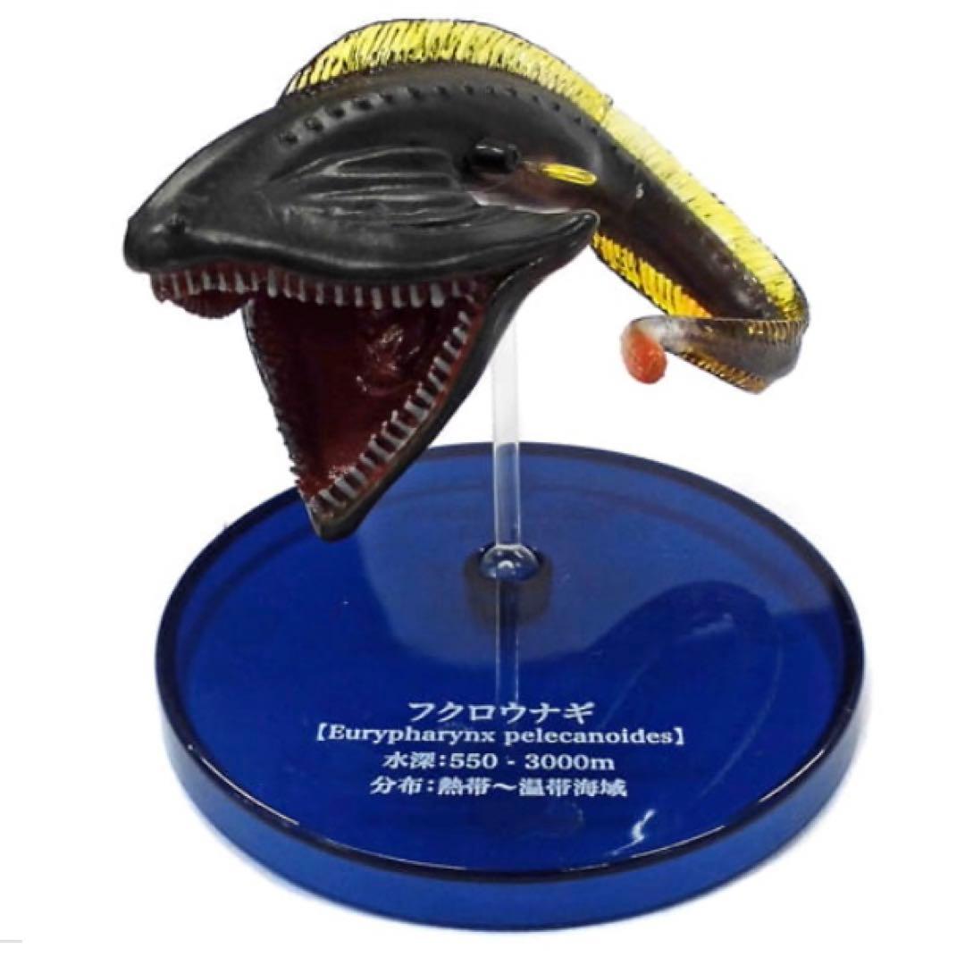 フクロウナギ 不思議生物大百科 深淵の放浪者 深海魚II - メルカリ