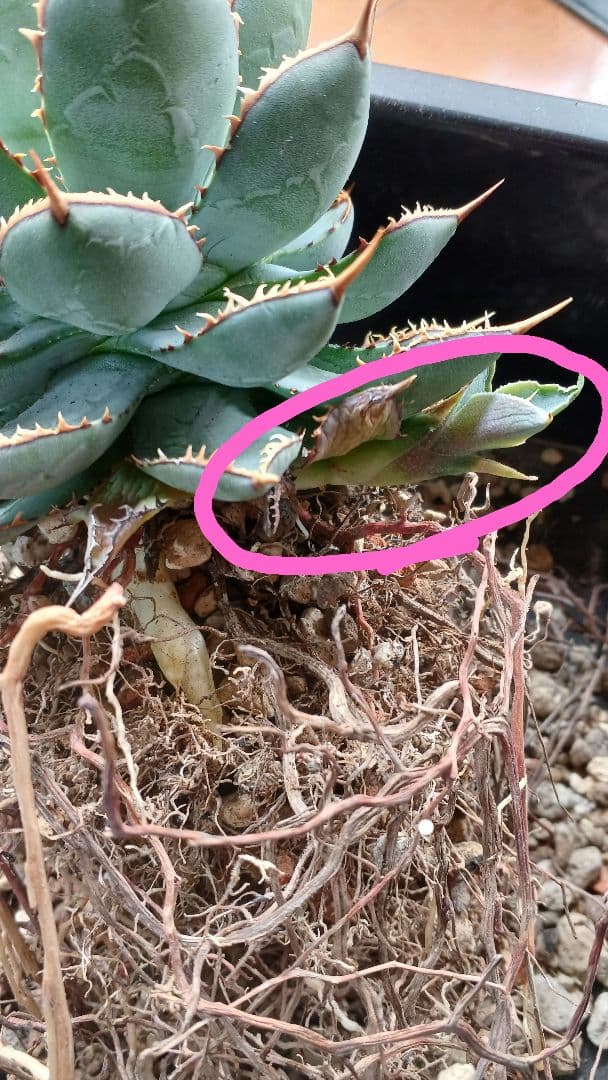 アガベ HYBRID 子株 - メルカリ