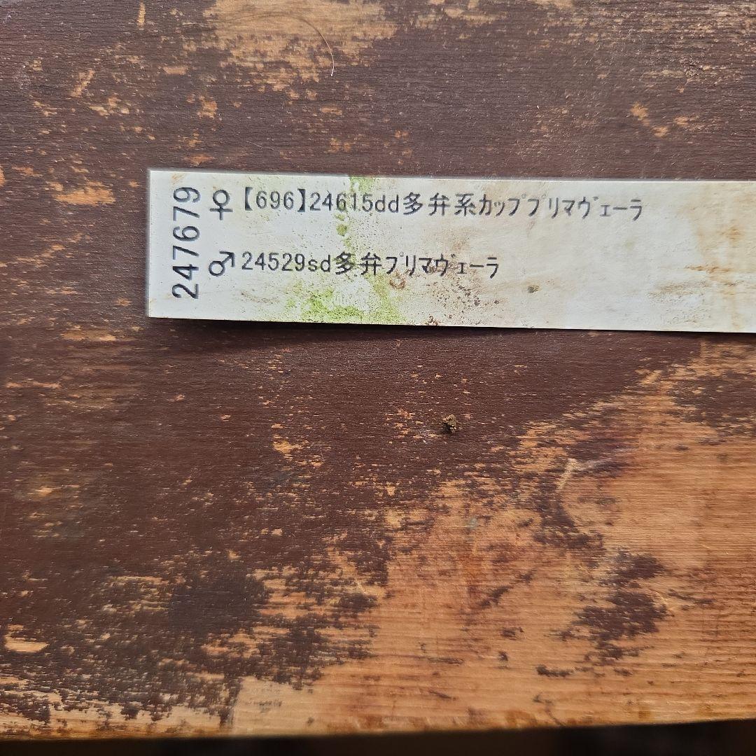 まい様お取り置き専用　加藤農園 認定　【毬姫】sd