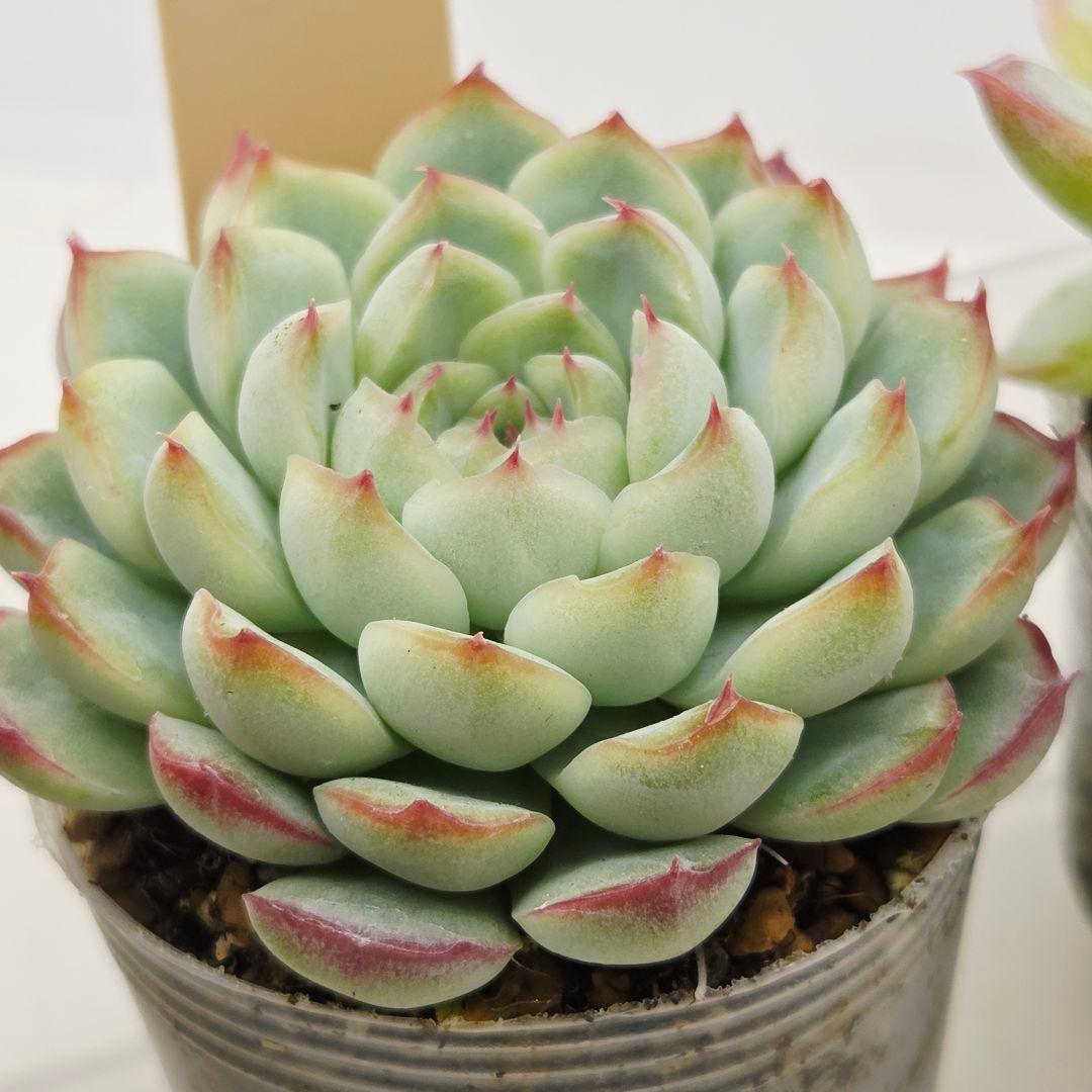 ㊹大きめ ももホイップ❣️ミニマカロン交❣️ルーフ交配❣️発根済6苗