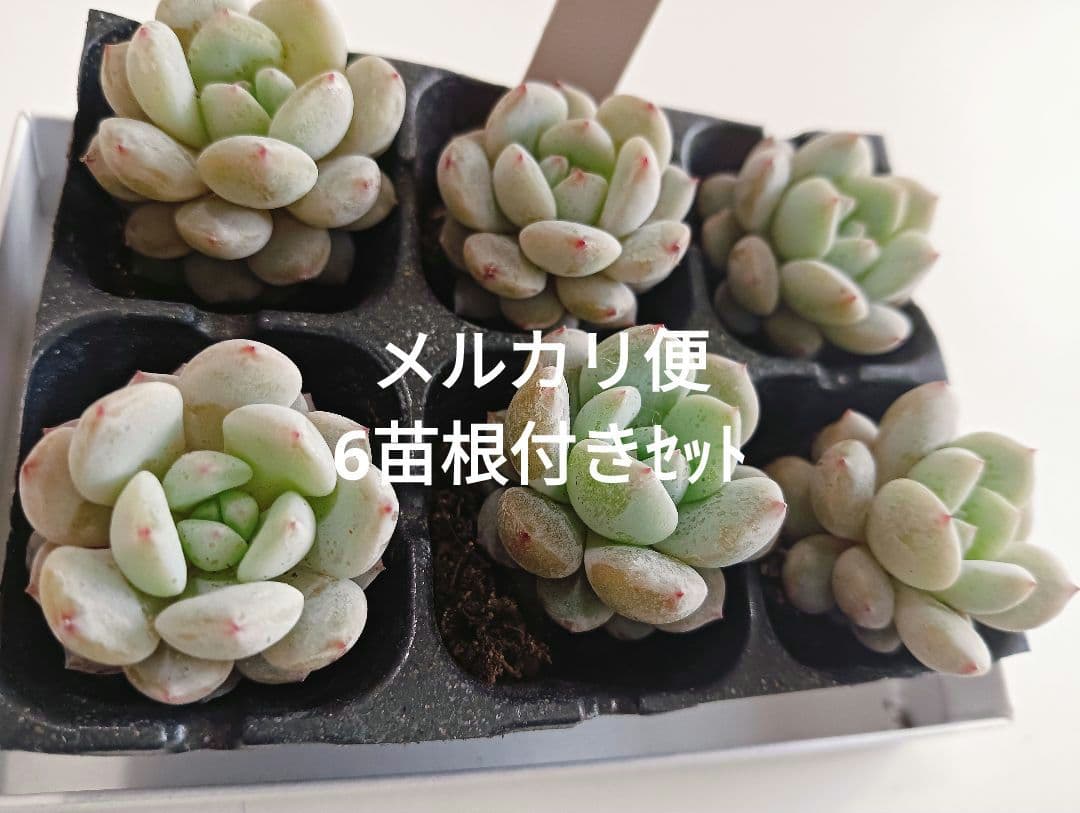 No.25多肉植物スターオレンジ6苗根付きセット - メルカリ