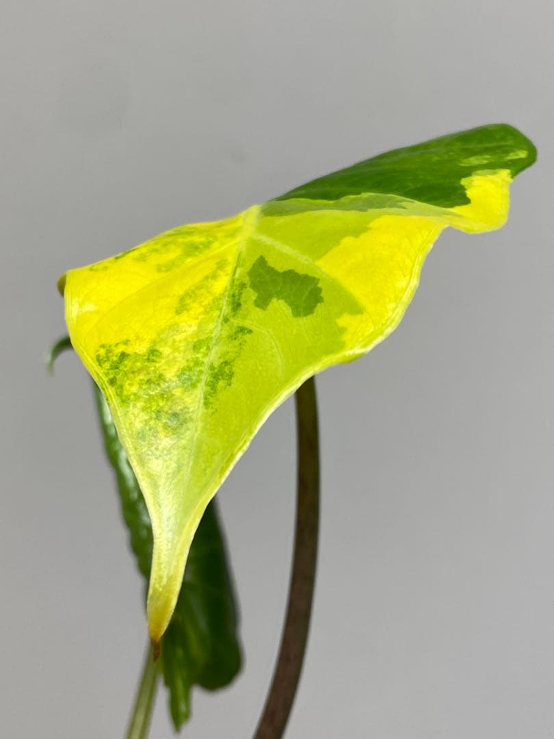 自*間様 【超希少‼️】アロカシア ポルトドラ/ポルトラ 斑入り