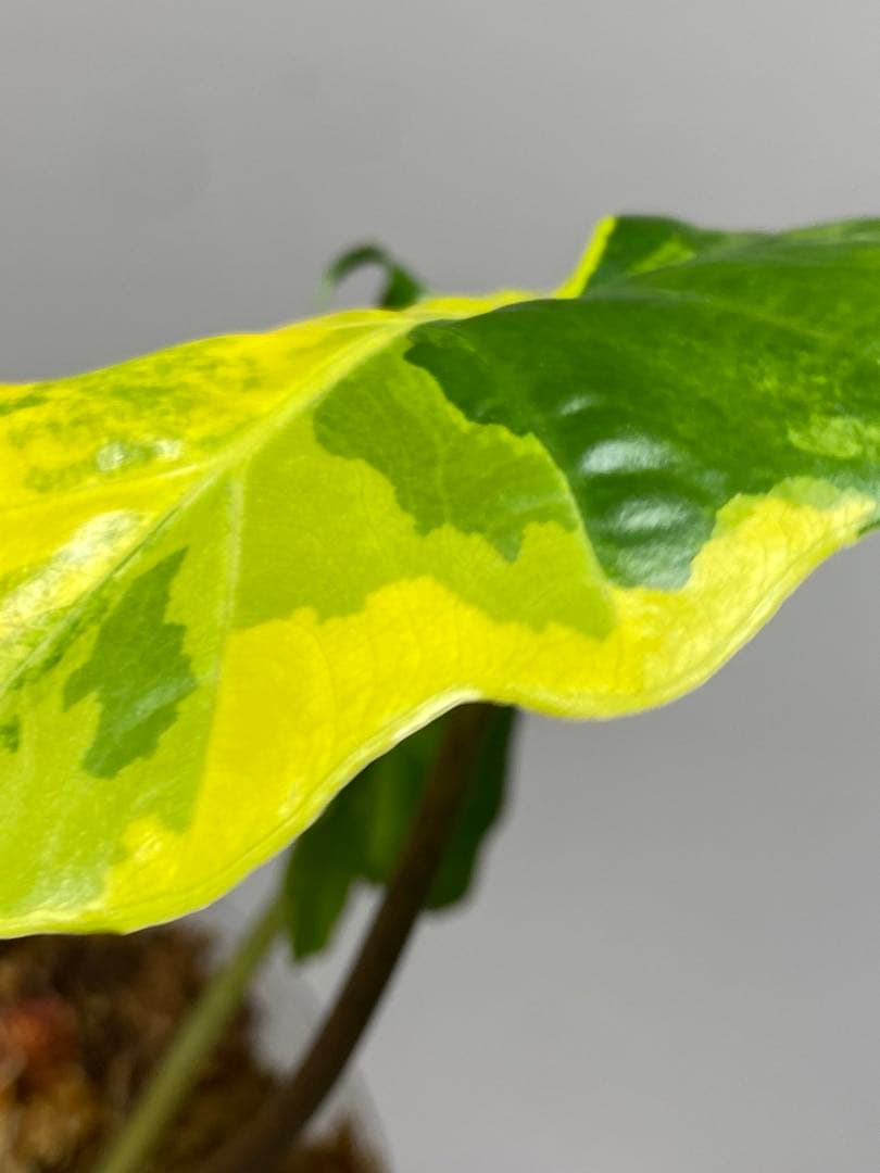 自*間様 【超希少‼️】アロカシア ポルトドラ/ポルトラ 斑入り