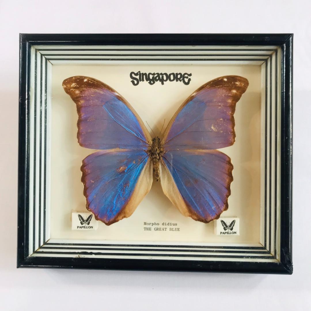 蝶 標本 Morpho didius THE GREAT BLUE モルフォ蝶 - メルカリ