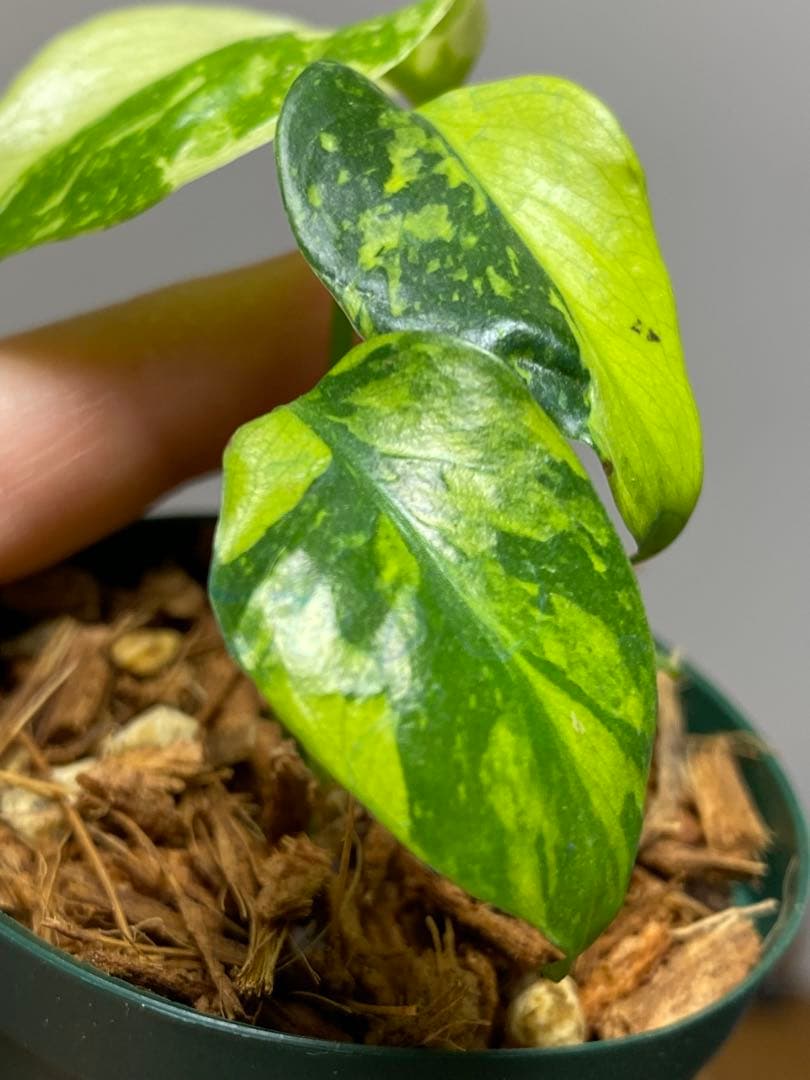 超希少‼️超極斑‼️】モンステラ エレクトロライト 斑入り レア 人気