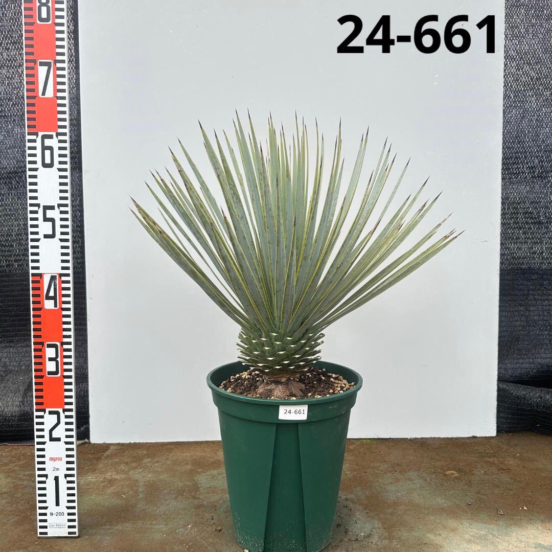 ユッカ　ロストラータ【24-661】超美形　シルバーブルー ユッカ ロストラータ 以前ご紹介したとてもブルーが美しい個体 ご来店